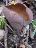 Otidea mirabilis image