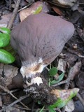 Otidea mirabilis image