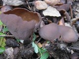 Otidea mirabilis image
