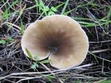 Hohenbuehelia petaloides image