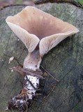 Hohenbuehelia petaloides image