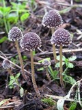 Psathyrella vinosofulva image