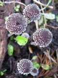 Psathyrella vinosofulva image