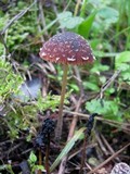 Psathyrella vinosofulva image