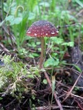 Psathyrella vinosofulva image