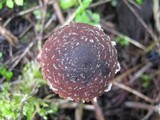 Psathyrella vinosofulva image