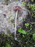 Psathyrella vinosofulva image