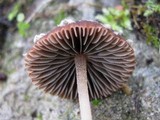 Psathyrella vinosofulva image