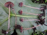 Psathyrella vinosofulva image