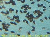 Psathyrella vinosofulva image