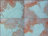 Hohenbuehelia petaloides image