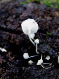 Delicatula integrella image