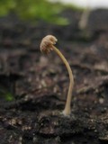 Mycena corticola image
