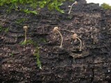 Mycena corticola image