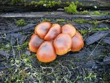Gymnopilus oregonensis image