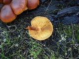 Gymnopilus oregonensis image