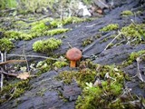 Gymnopilus oregonensis image