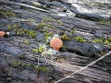 Gymnopilus oregonensis image