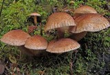 Tricholoma vaccinum image