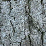 Rinodina laevigata image