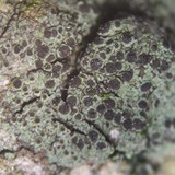 Rinodina laevigata image