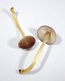 Pluteus romellii image