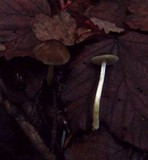 Pluteus romellii image