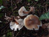 Rhodocollybia butyracea image