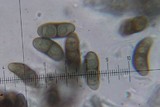 Rinodina laevigata image