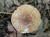 Echinoderma asperum image