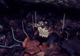 Macrotyphula juncea image