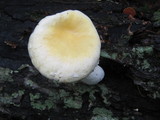Pleurotus dryinus image