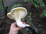Pleurotus dryinus image