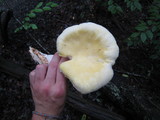 Pleurotus dryinus image