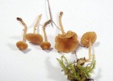 Galerina graminea image