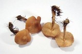 Marasmius oreades image