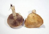 Stropharia coronilla image