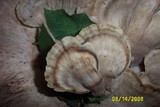Meripilus sumstinei image