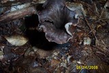 Craterellus fallax image