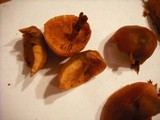 Gymnopilus oregonensis image