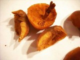 Gymnopilus oregonensis image