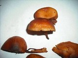 Gymnopilus oregonensis image