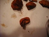 Gymnopilus oregonensis image
