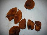 Gymnopilus oregonensis image