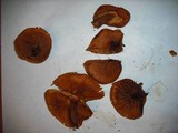 Gymnopilus oregonensis image