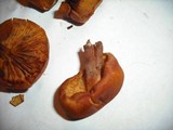 Gymnopilus oregonensis image