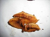 Gymnopilus oregonensis image