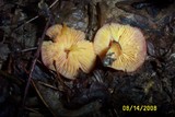Hygrocybe punicea image
