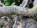 Schizophyllum umbrinum image