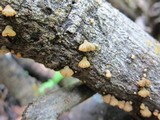 Schizophyllum umbrinum image